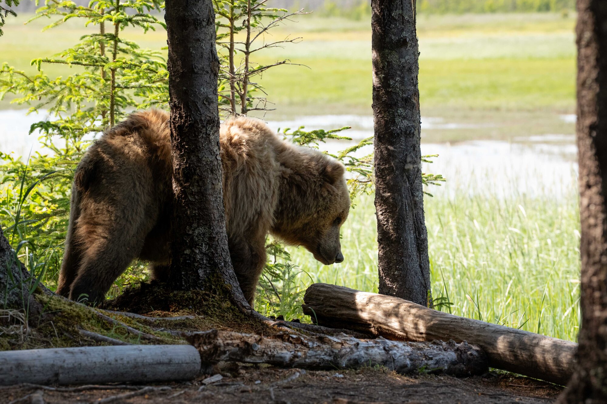 Large coastal brown bear moving through trees at the edge of a marsh at Lake Clark