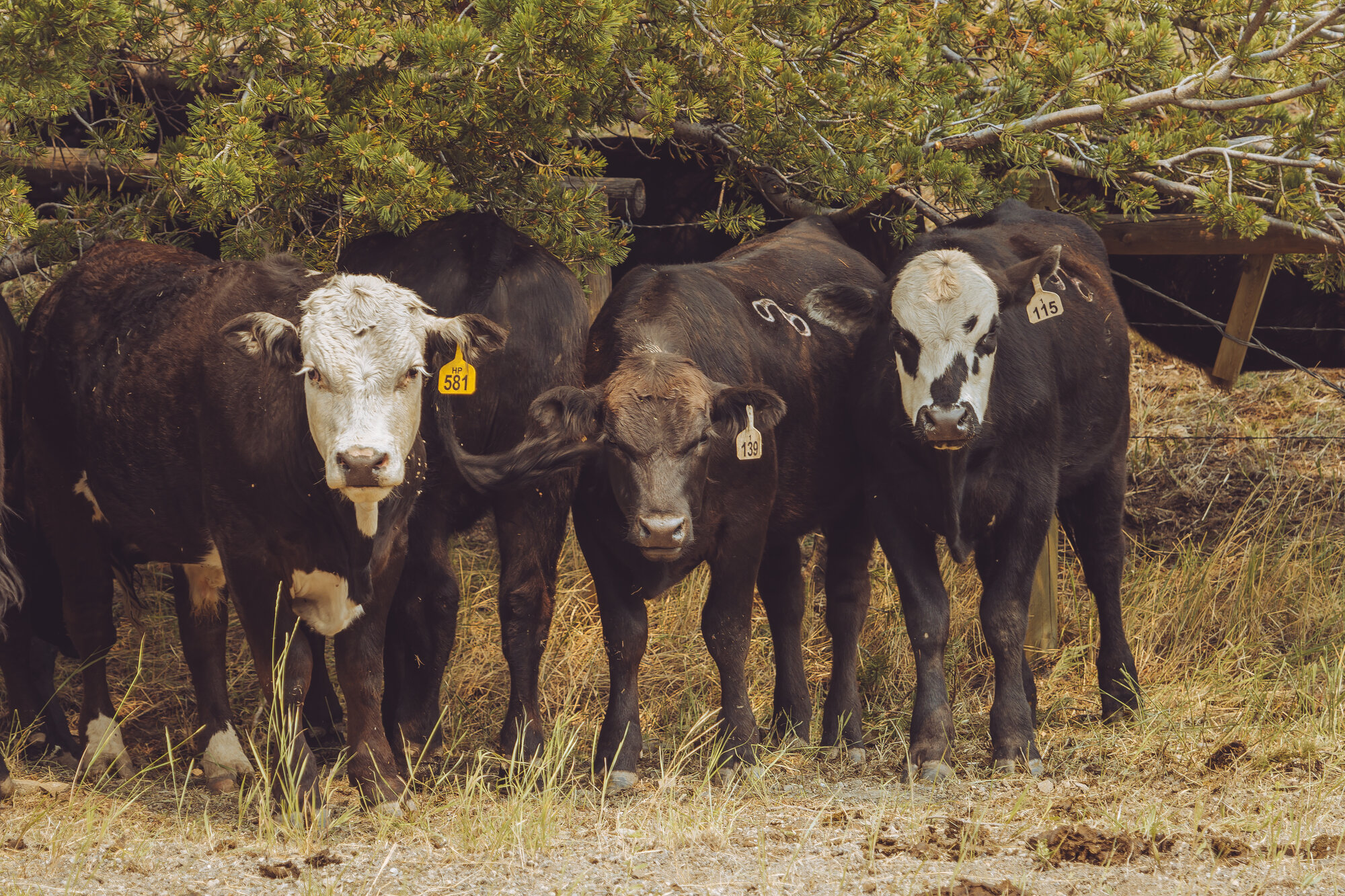 Close-up of three cattle with yellow ear tags looking directly at camera from beneath a pine tree