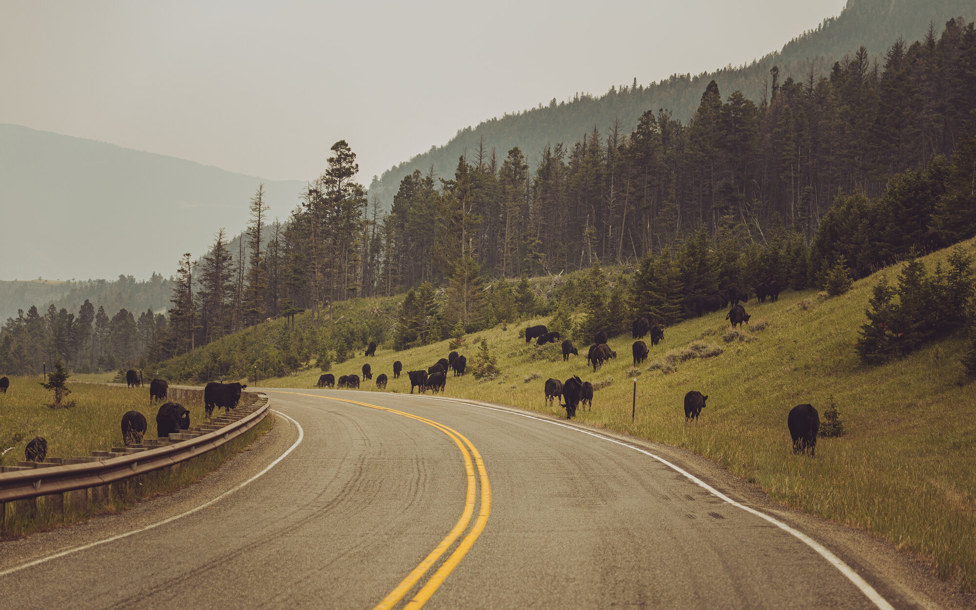 Cattle scattered across a hillside along a winding two-lane highway through smoky forest, heading toward Cooke City