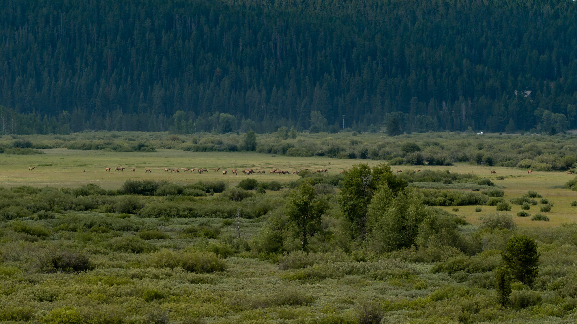 A large herd of elk spread across a wide flat meadow in Grand Teton National Park with dense forest behind