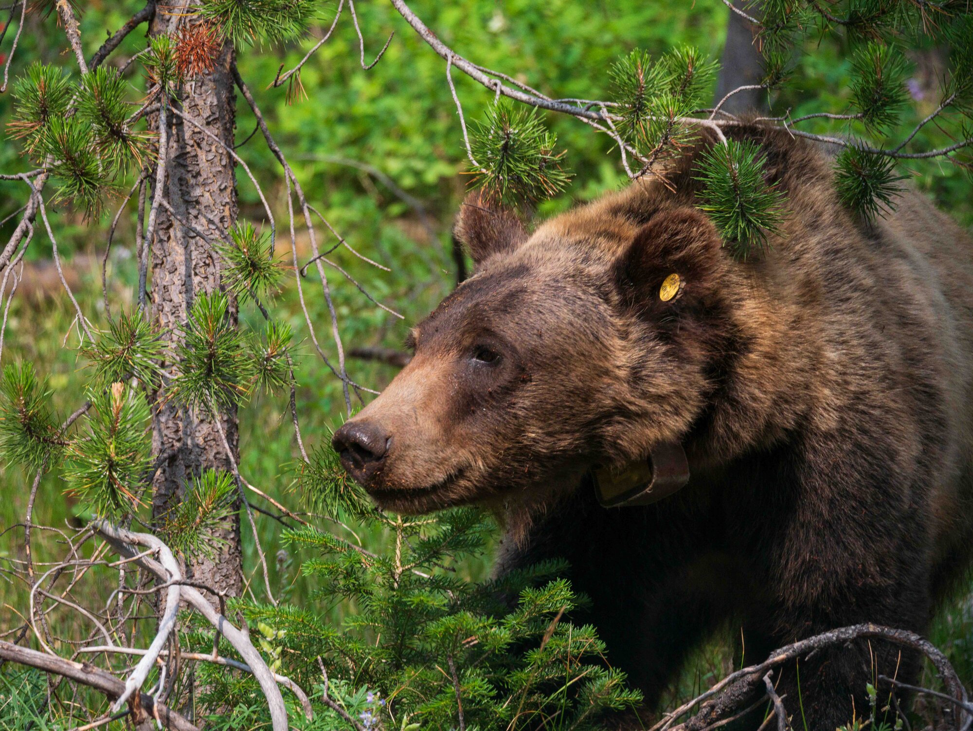 Close portrait of grizzly bear 166 through pine branches, yellow ear tag visible, calm expression, looking off to the side