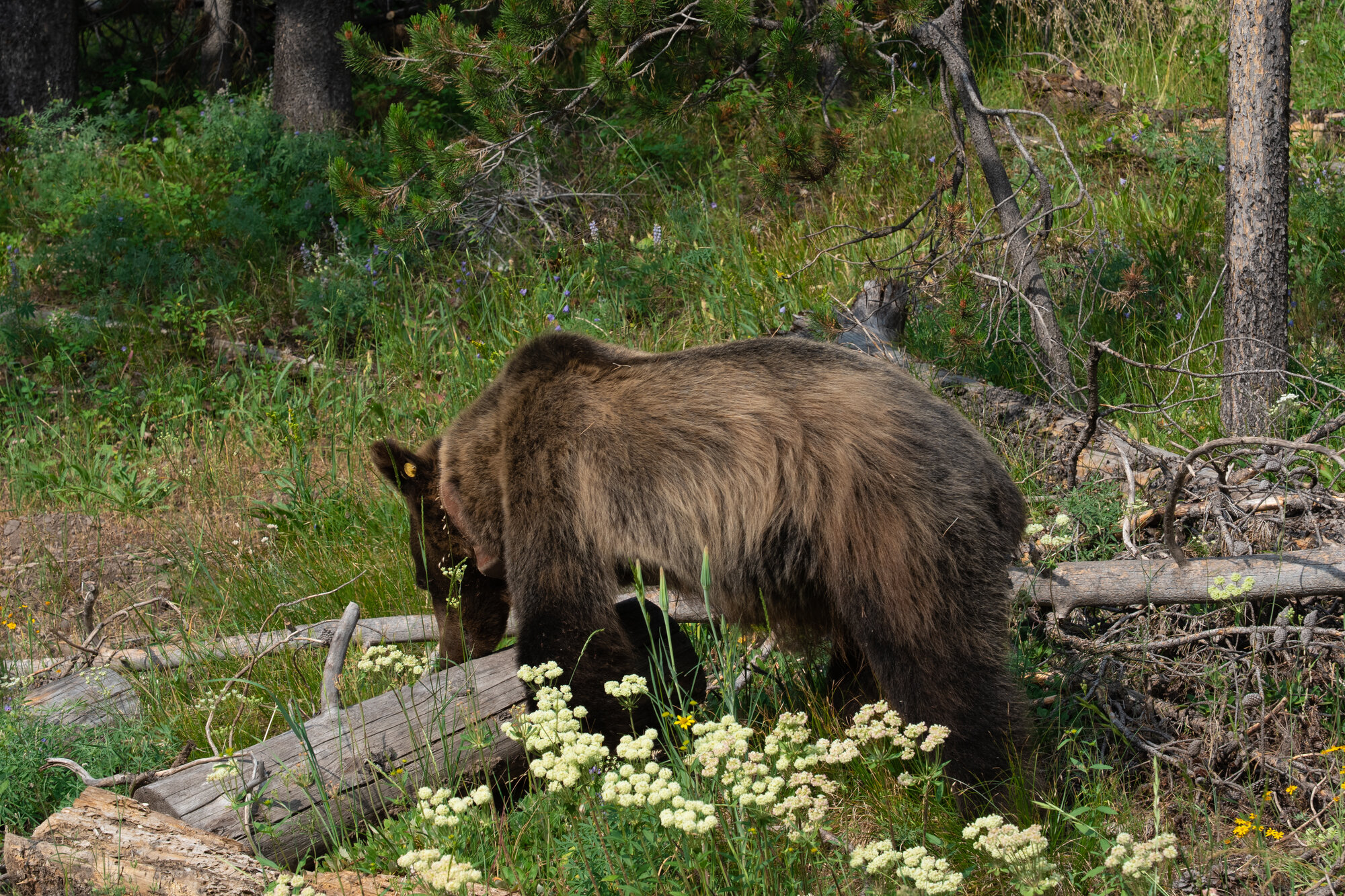A large grizzly bear foraging in a meadow of white wildflowers at the edge of a pine forest