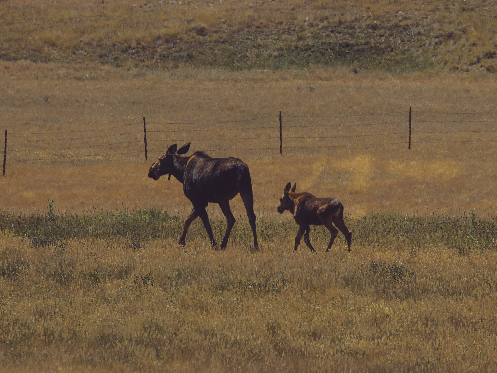 A cow moose and her young calf walking together through a grassy field along the Madison River corridor in Yellowstone