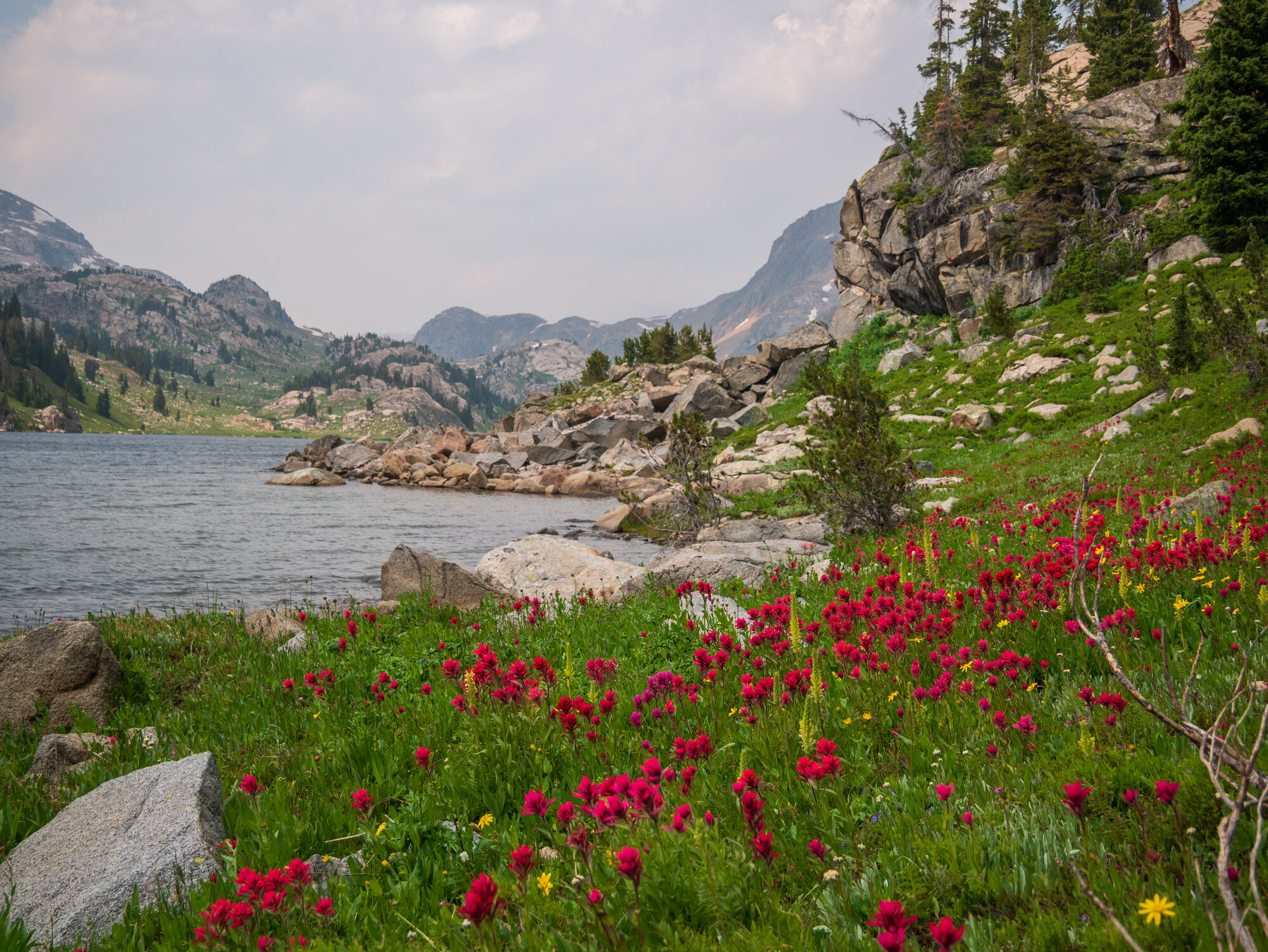 Vivid red and magenta Indian paintbrush wildflowers blanketing the hillside above Becker Lake with rocky peaks and overcast skies behind