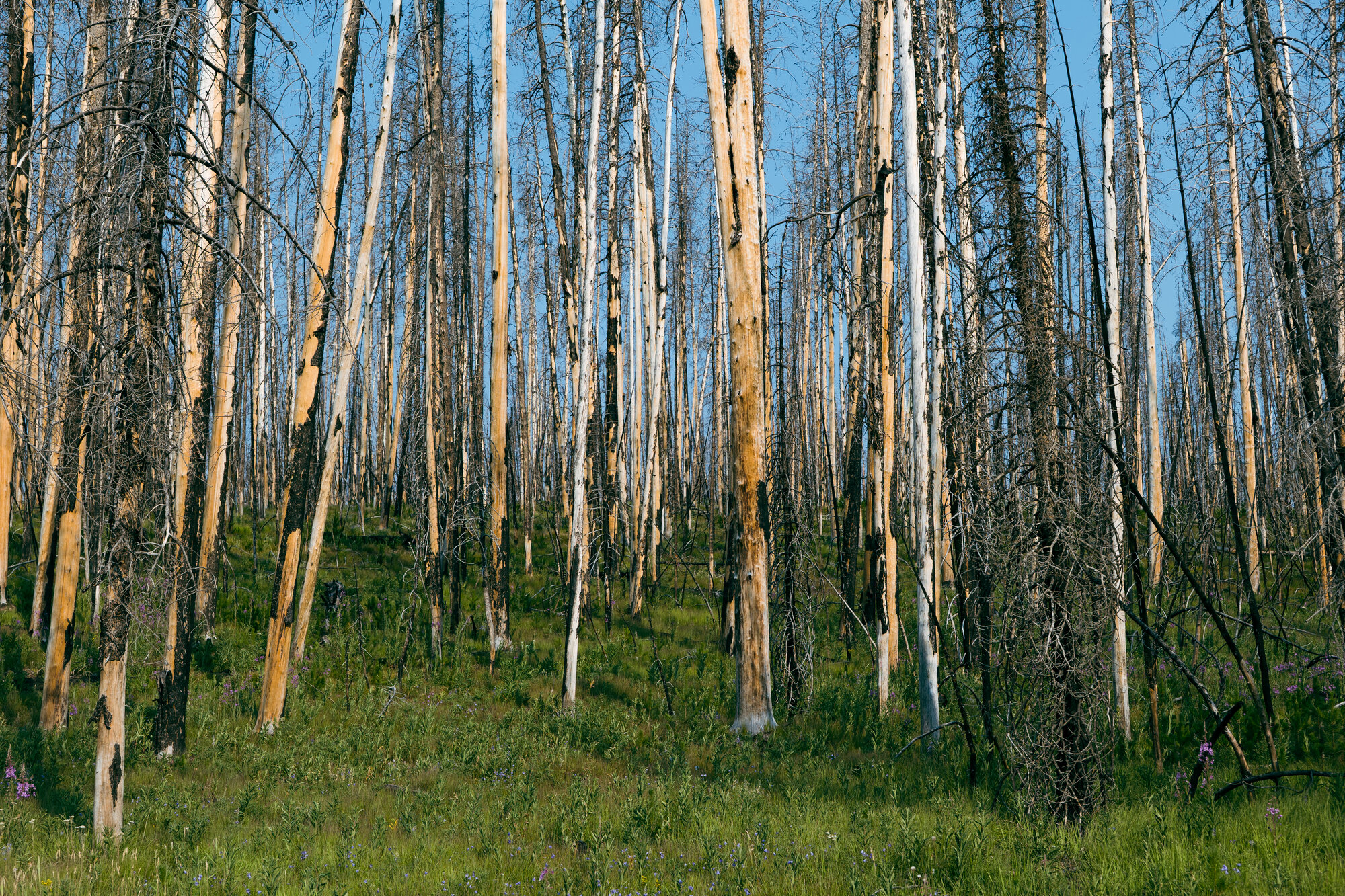 A hillside of lodgepole pine snags in Yellowstone's burn recovery zone, ghost-white trunks against a clear blue sky above thick green grass