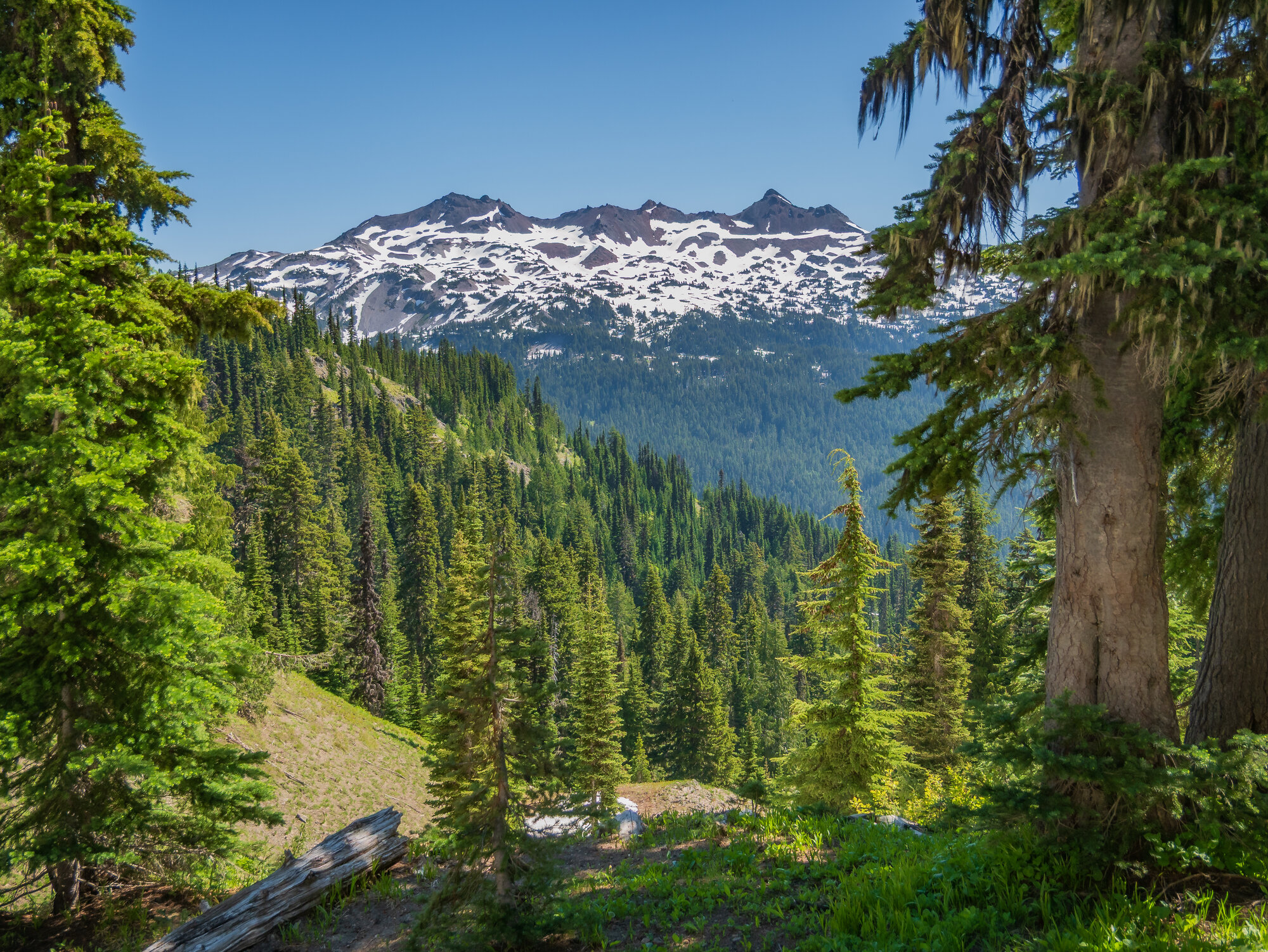Old-growth fir forest in the foreground framing snow-covered Goat Rocks peaks against a vivid blue summer sky