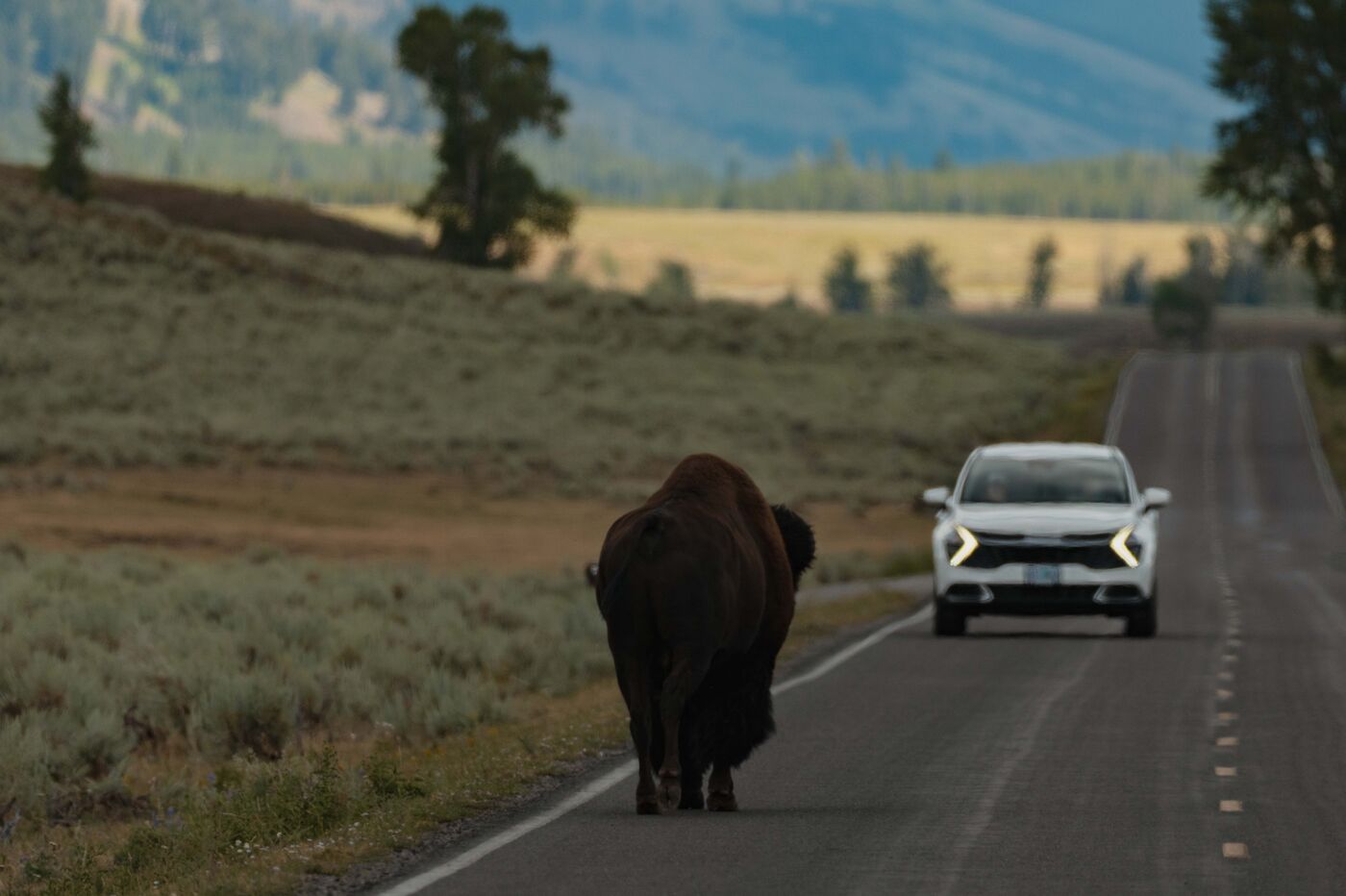 A large bison bull walking down the center of a two-lane road away from the camera in Yellowstone, headlights of a car visible in the distance behind it, sagebrush plains and mountains stretching wide on both sides
