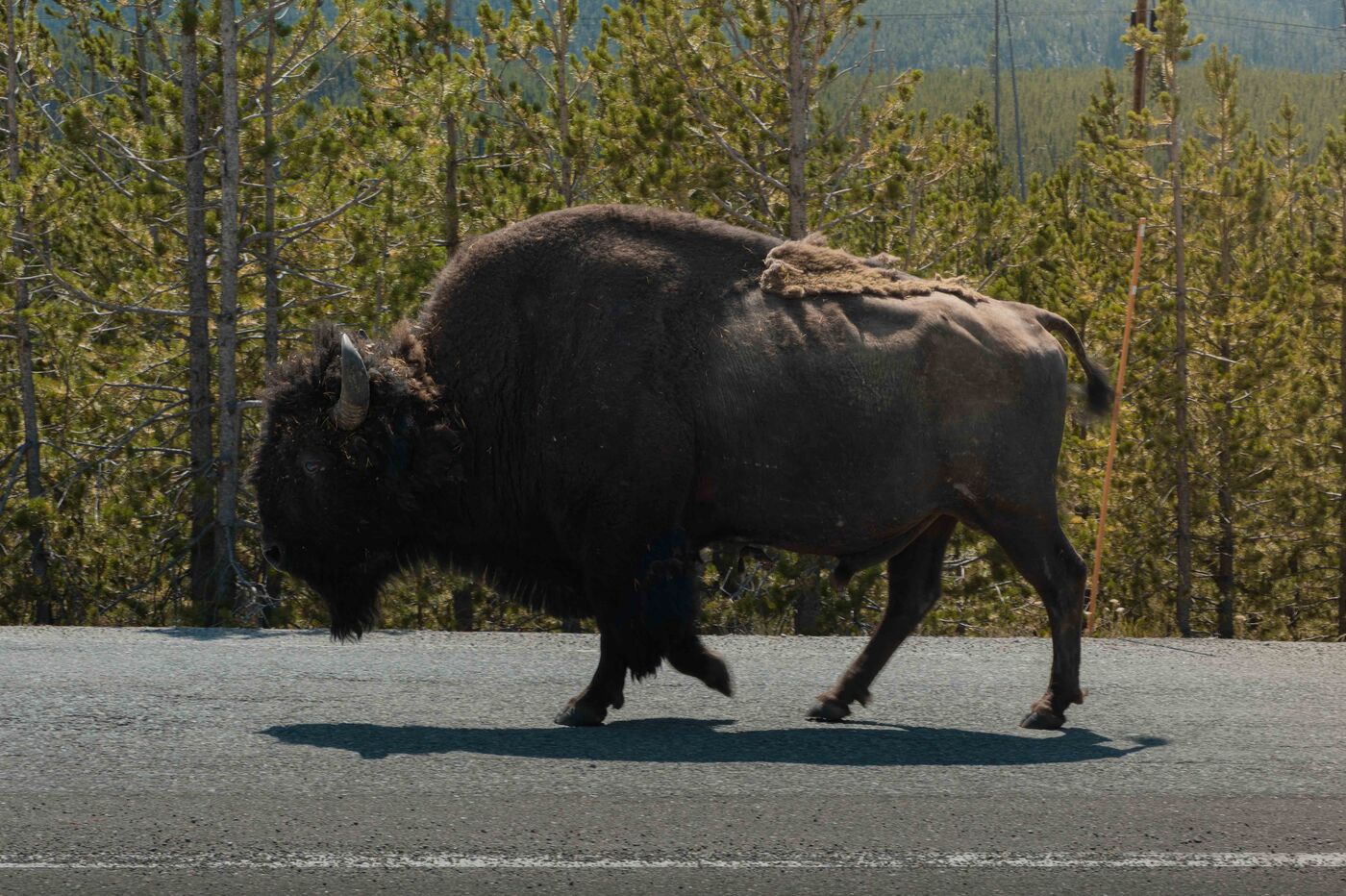 A large bison bull striding across a paved road in Yellowstone National Park, lodgepole pines lining the road behind, moving with complete indifference to traffic