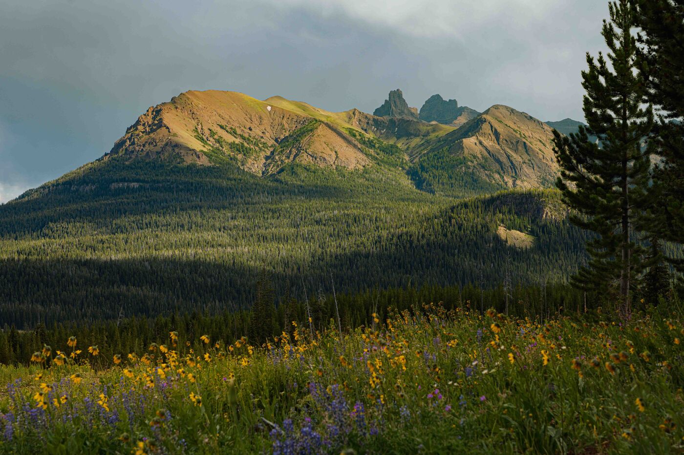 A wide alpine meadow filled with yellow and purple wildflowers in full bloom, a forested hillside rising to a dramatic rocky peak with a stormy sky behind, sunlight catching the upper slopes