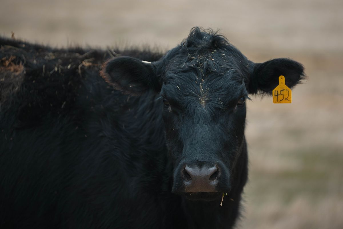 Close portrait of a black Angus cow with a yellow ear tag reading 452, looking directly into the camera with a calm, direct stare