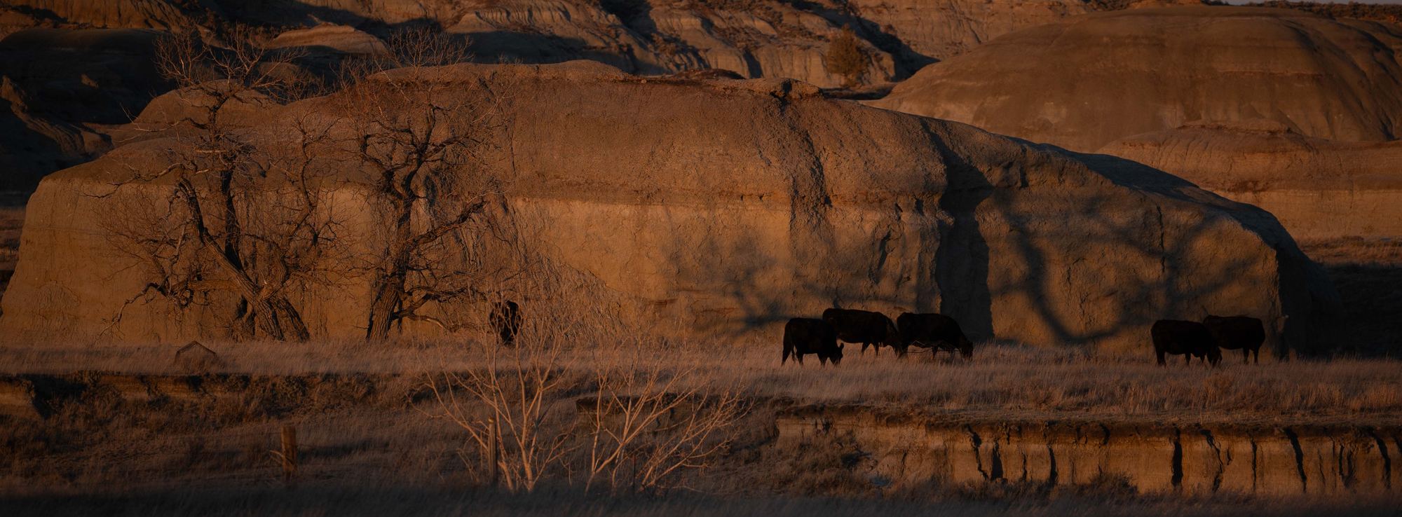 A wide panoramic view of the North Dakota badlands at golden hour, dark cattle silhouetted against glowing amber bluffs and long horizontal shadows