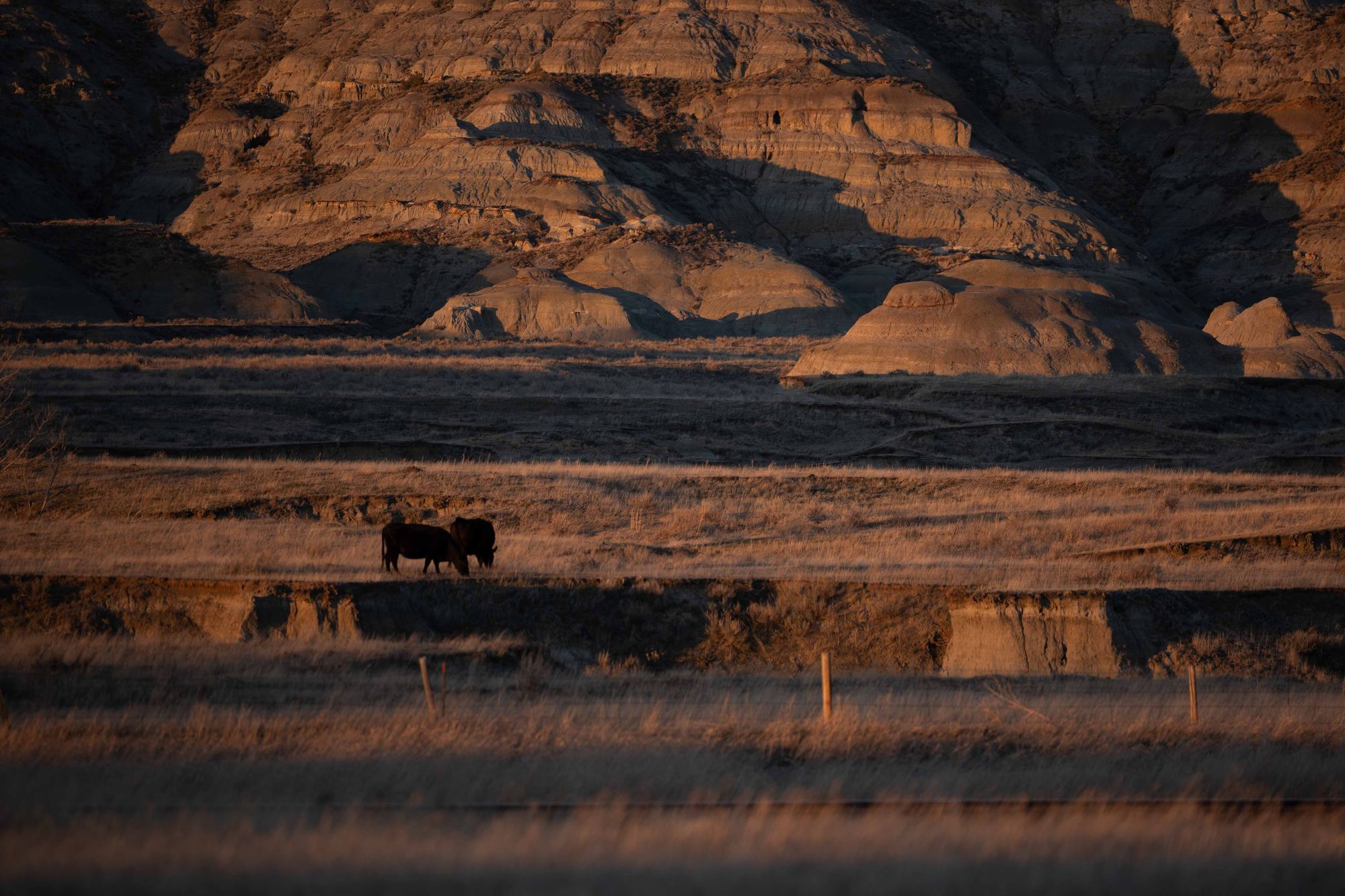Two bison silhouetted against glowing badlands formations bathed in deep amber sunset light in Theodore Roosevelt National Park