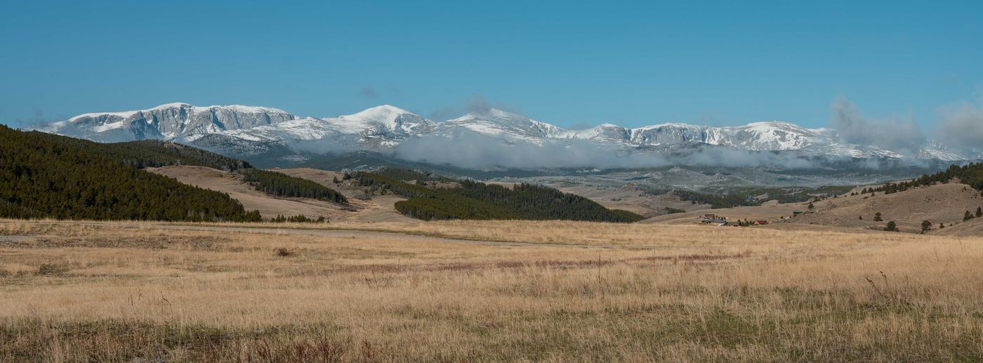 The snow-capped Bighorn Mountains rising dramatically above golden grasslands and a dark pine forest on the Wyoming-Montana border