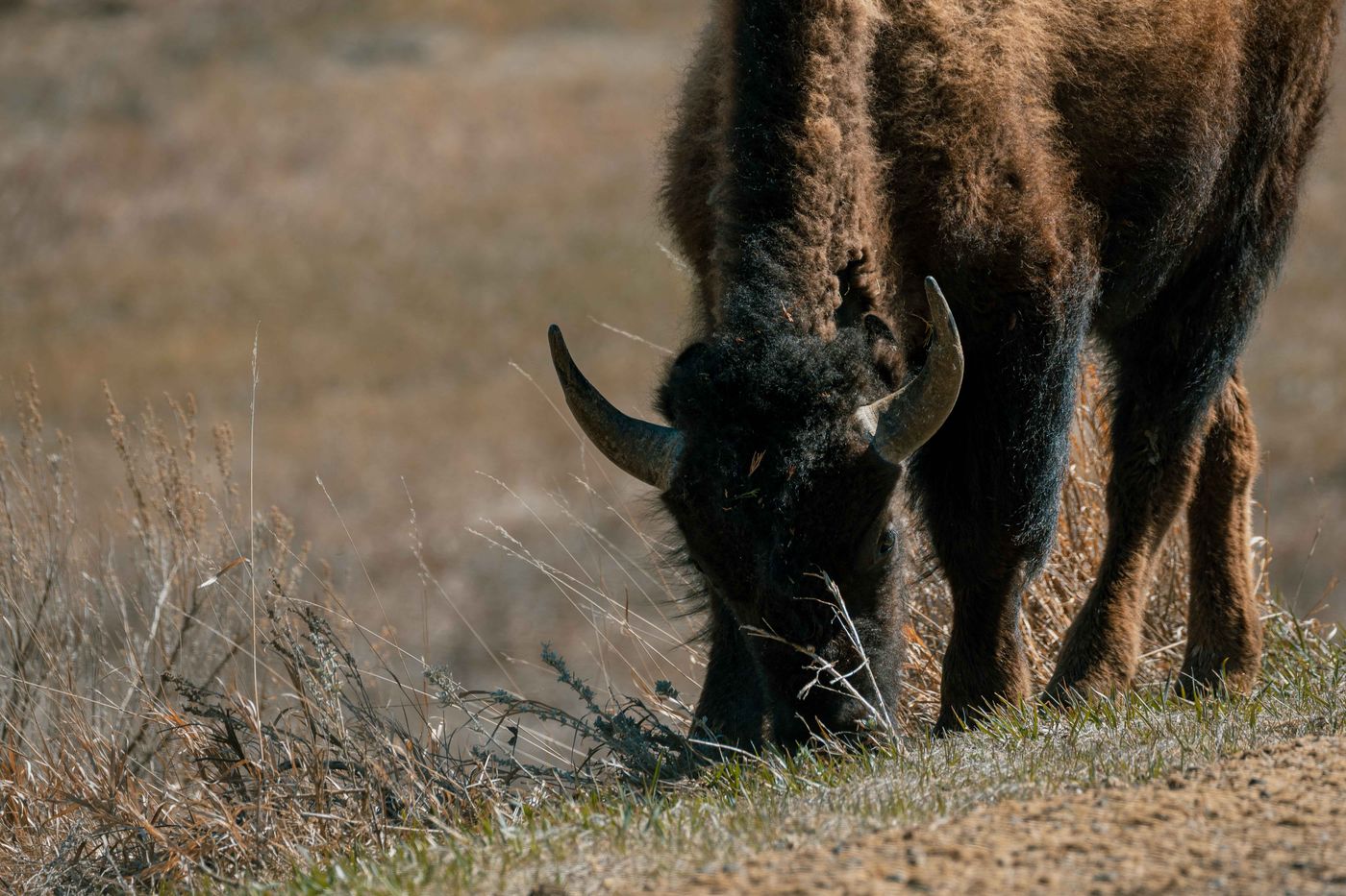 Close portrait of a bison grazing, head down, rough brown fur catching the light