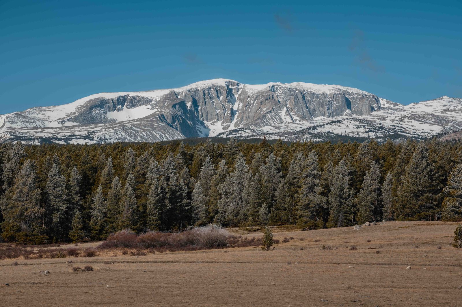 Cloud Peak rising above a dark pine forest and golden meadow under a deep blue sky, snow covering the upper summit plateau