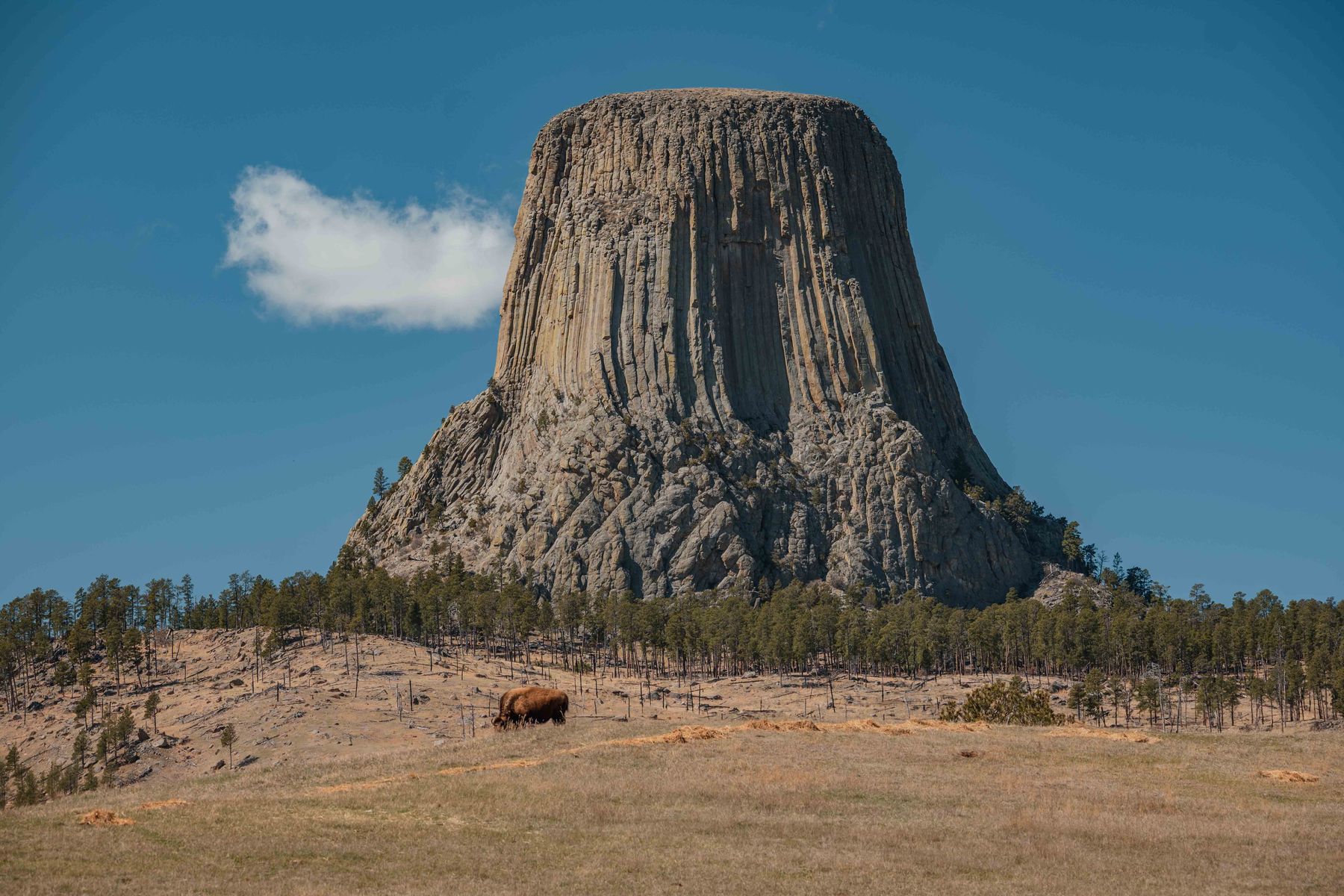 Devils Tower National Monument rising dramatically against a deep blue sky, a lone bison grazing in the golden grass below