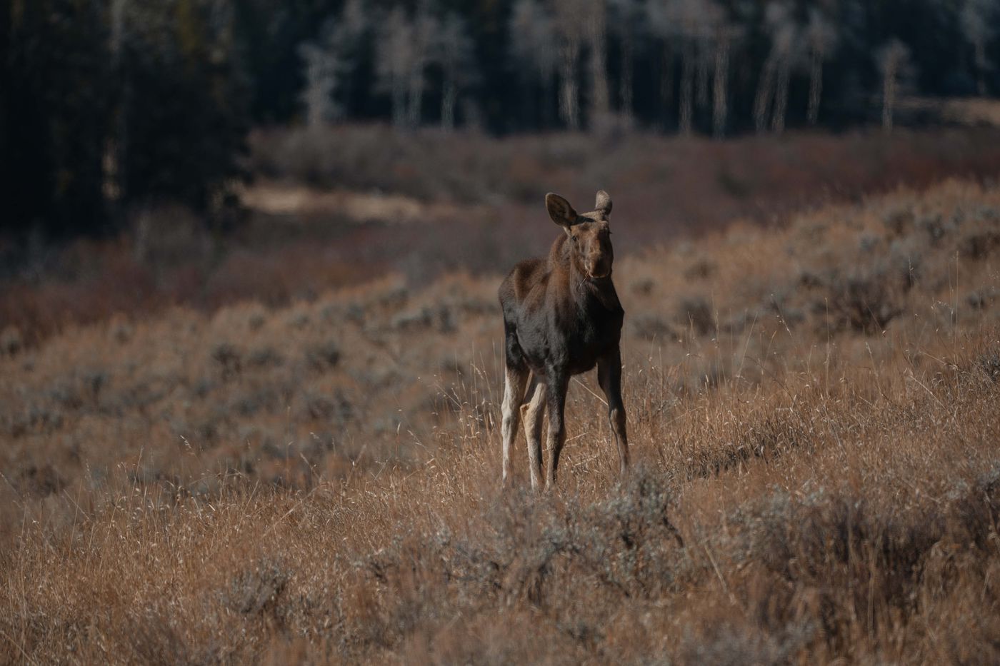 A lone cow moose standing in dry golden sagebrush meadow, looking directly at camera, dark forest behind her