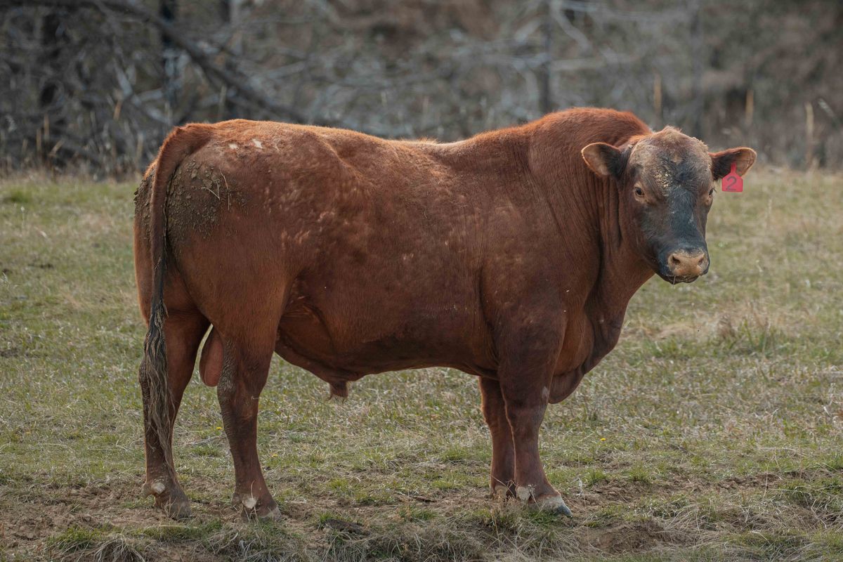A red Angus bull standing in a field, tagged ear visible, looking sideways at the camera with the stoic confidence of something that outweighs you by 1,200 lbs