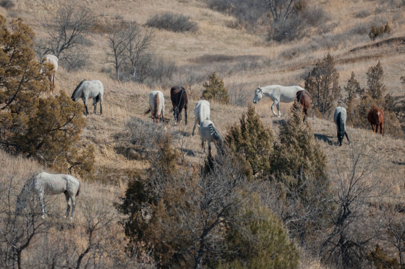 A herd of wild horses grazing on a dry hillside among juniper scrub in Theodore Roosevelt National Park, North Dakota